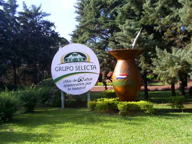 yerba2