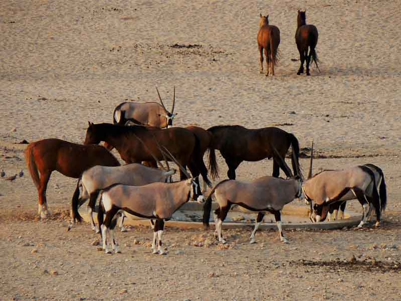 horses